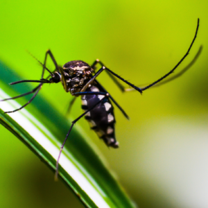 Mosquito-RuthlyFrancois-MalariaResearch-DRC